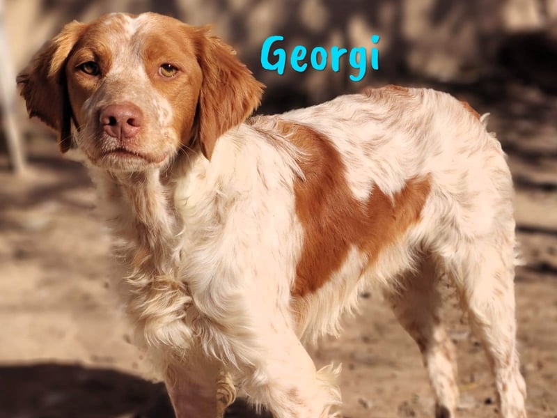 Georgi 05/2023 (ESP) - aufgeweckter und verschmuster Bretonischer Spaniel!