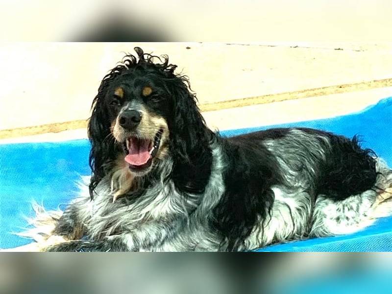 Bretone - Roig sucht ein Zuhause
