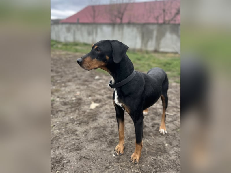 Freundliche Auri sucht ihr Zuhause