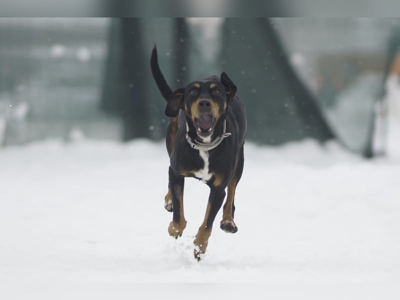 Freundliche Auri sucht ihr Zuhause