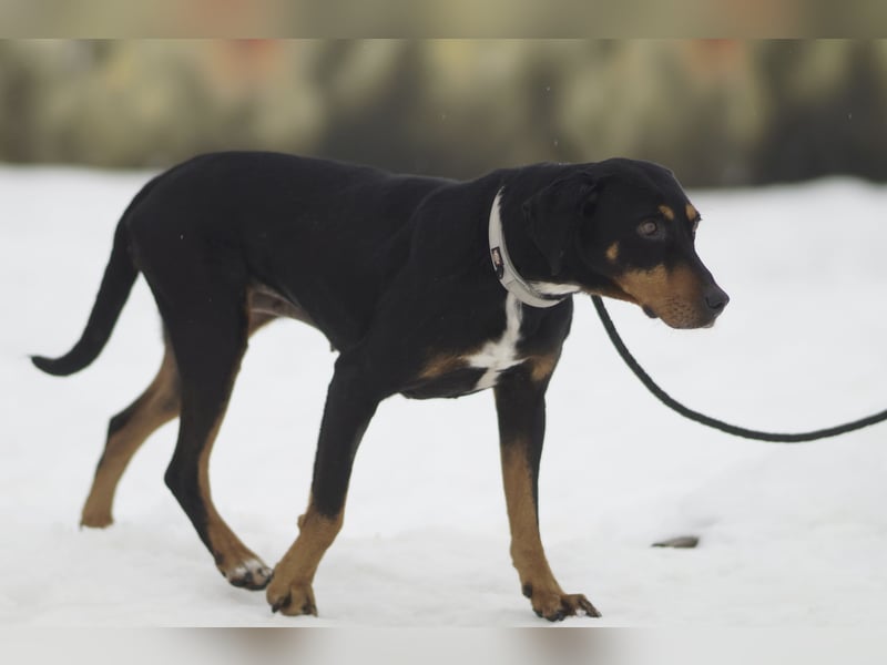 Freundliche Auri sucht ihr Zuhause