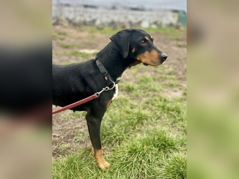 Freundliche Auri sucht ihr Zuhause