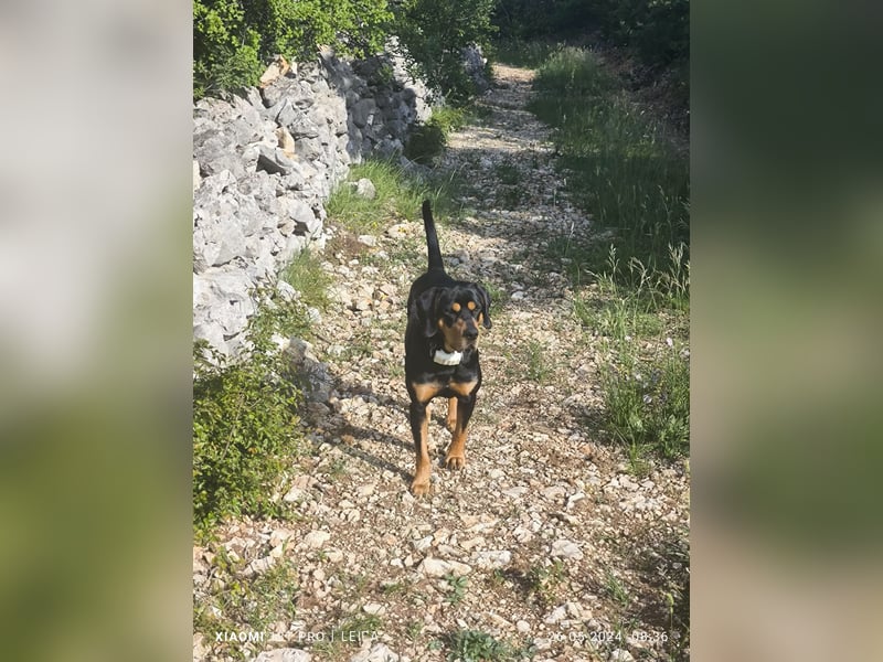 Jagdhund Ungarische Bracke, Transylvanischer Laufhund, Ungarische Kopov