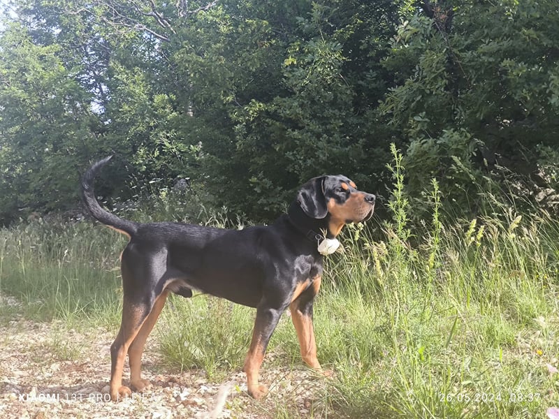 Jagdhund Ungarische Bracke, Transylvanischer Laufhund, Ungarische Kopov