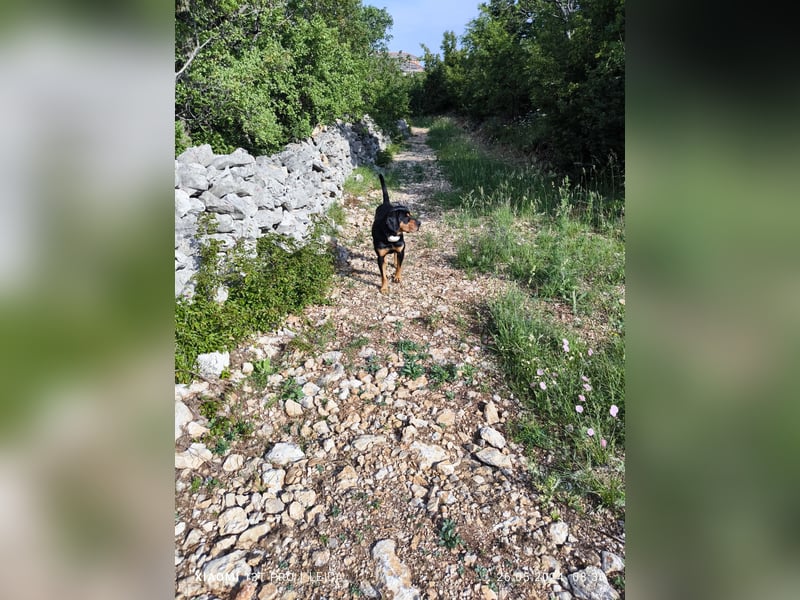 Jagdhund Ungarische Bracke, Transylvanischer Laufhund, Ungarische Kopov