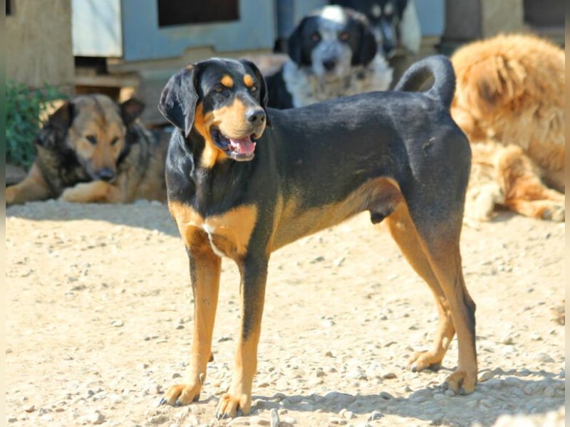 Csoki ist eine Siebenbürger Bracke (Erdélyi Kopó)