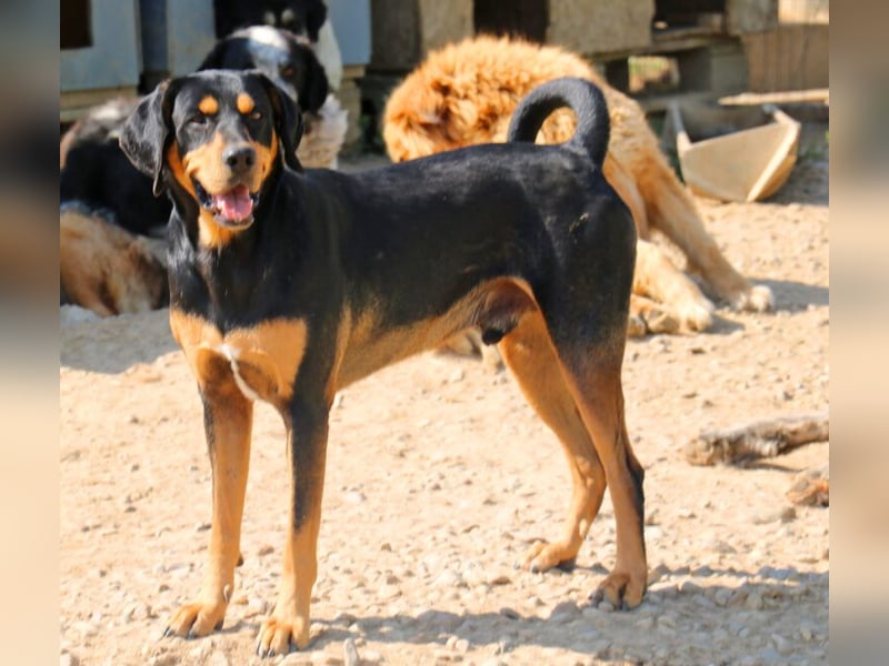 Csoki ist eine Siebenbürger Bracke (Erdélyi Kopó)