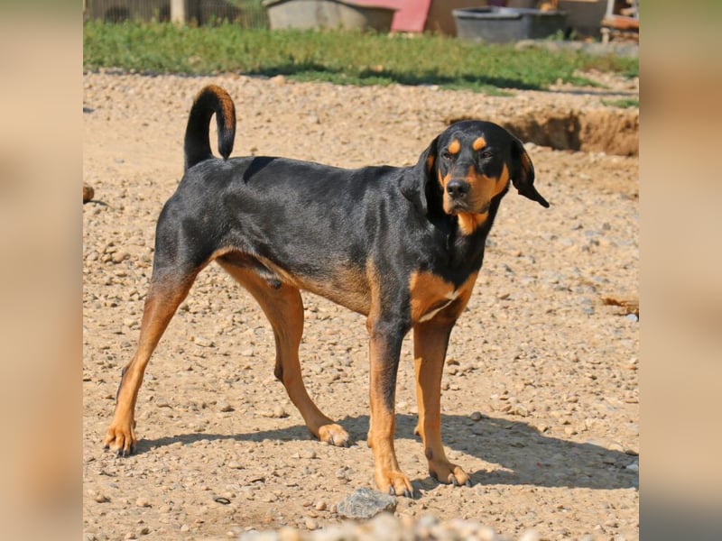 Csoki ist eine Siebenbürger Bracke (Erdélyi Kopó)
