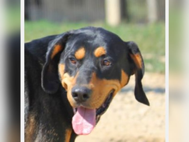 Csoki ist eine Siebenbürger Bracke (Erdélyi Kopó)