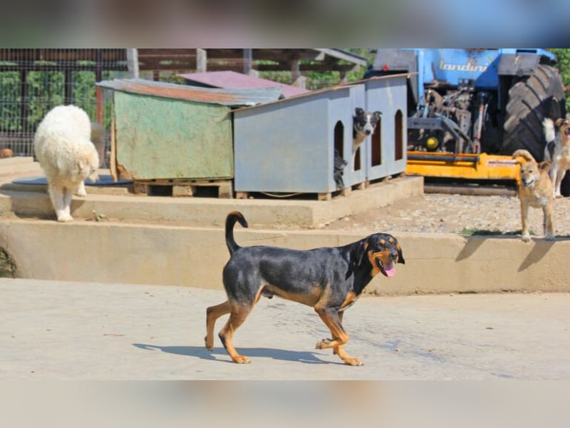 Csoki ist eine Siebenbürger Bracke (Erdélyi Kopó)