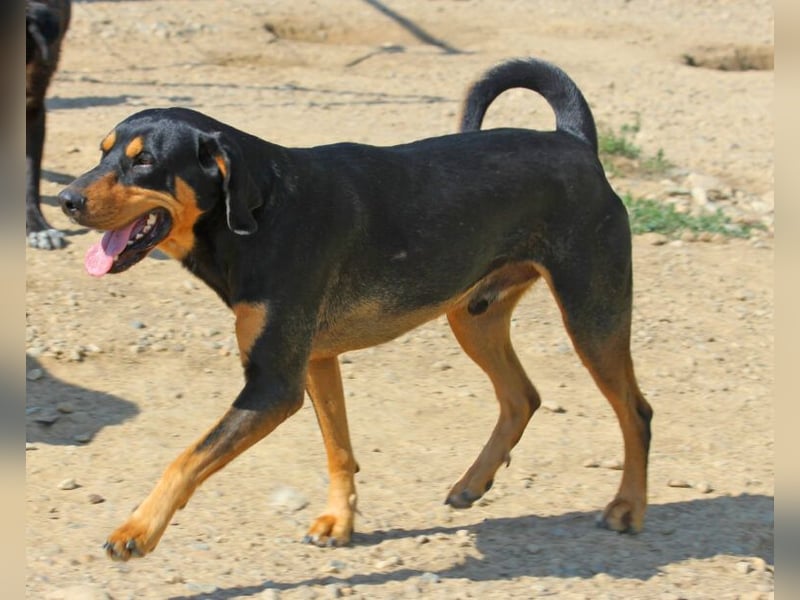 Csoki ist eine Siebenbürger Bracke (Erdélyi Kopó)