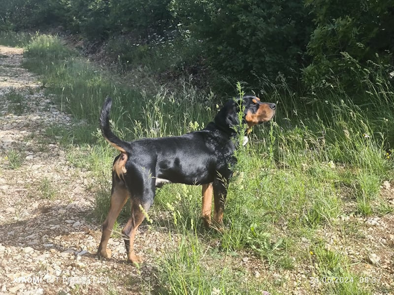 Jagdhund Ungarische Bracke, Transylvanischer Laufhund, Ungarische Kopov