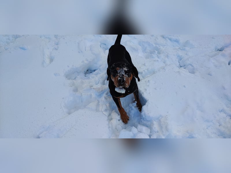 Jagdhund Ungarische Bracke, Transylvanischer Laufhund, Ungarische Kopov