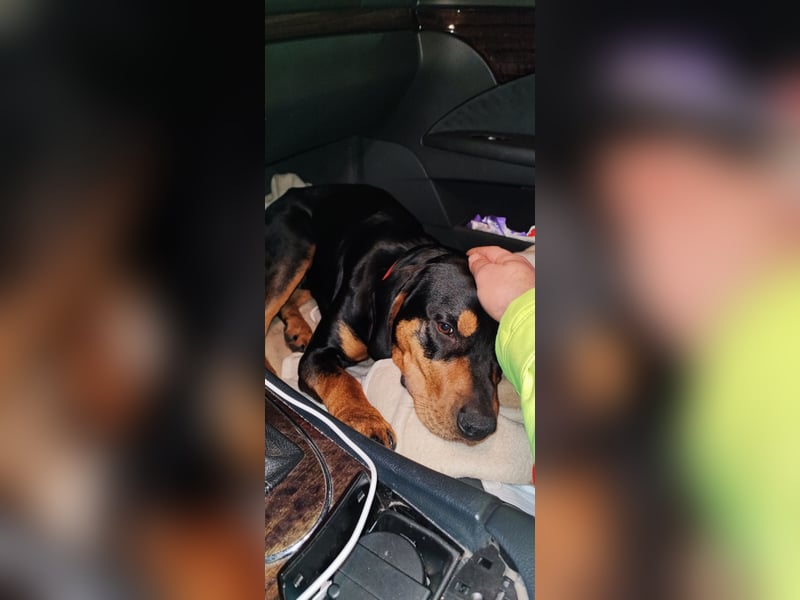 Jagdhund Ungarische Bracke, Transylvanischer Laufhund, Ungarische Kopov