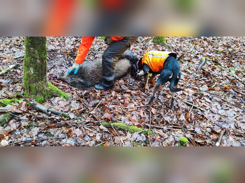 Jagdhund Ungarische Bracke, Transylvanischer Laufhund, Ungarische Kopov