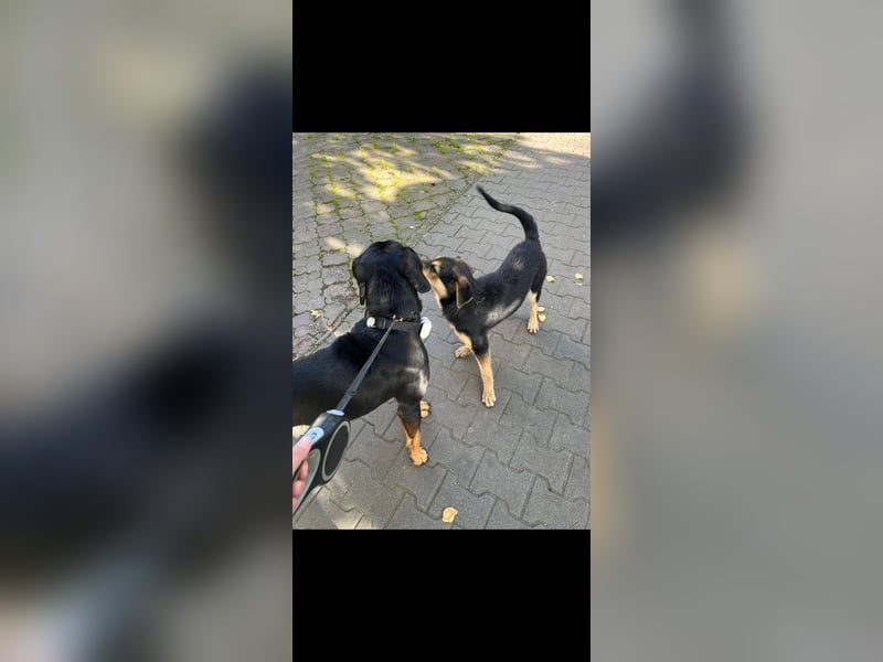 Jagdhund Ungarische Bracke, Transylvanischer Laufhund, Ungarische Kopov