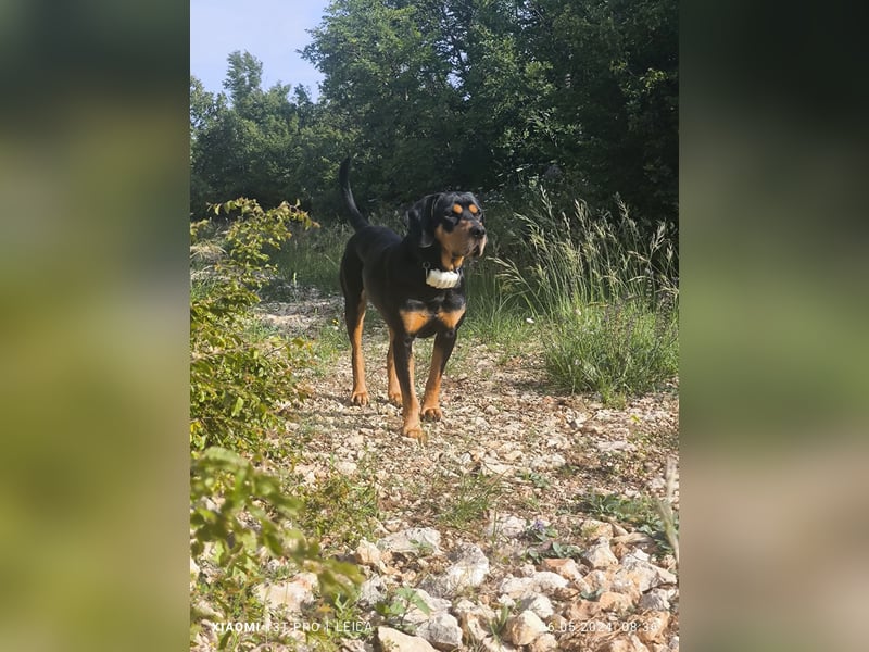 Jagdhund Ungarische Bracke, Transylvanischer Laufhund, Ungarische Kopov