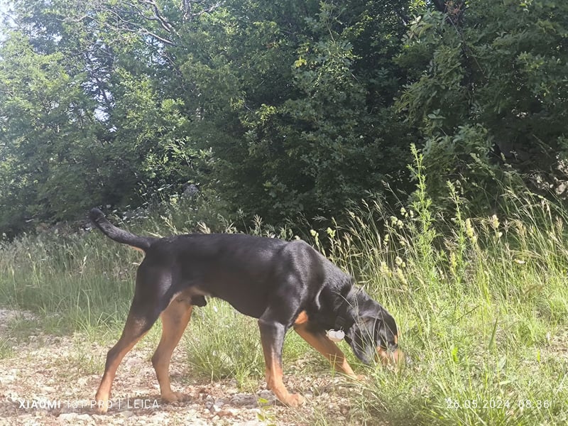 Jagdhund Ungarische Bracke, Transylvanischer Laufhund, Ungarische Kopov