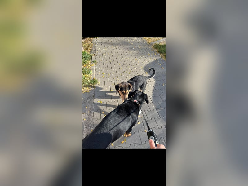 Jagdhund Ungarische Bracke, Transylvanischer Laufhund, Ungarische Kopov