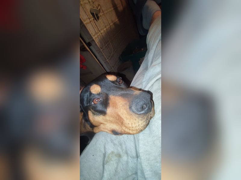 Jagdhund Ungarische Bracke, Transylvanischer Laufhund, Ungarische Kopov