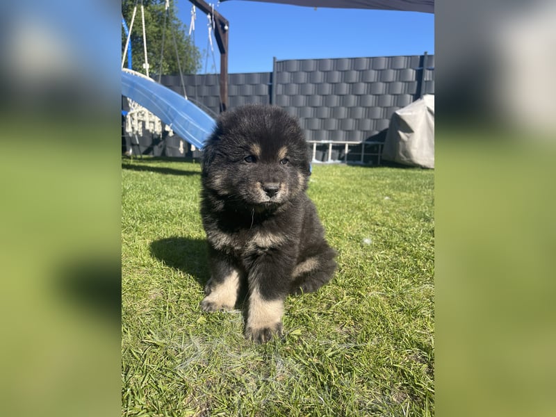 Eurasier Welpen (Mix)