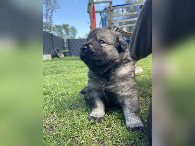 Eurasier Welpen (Mix)