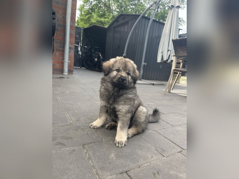 Eurasier Welpen (Mix)
