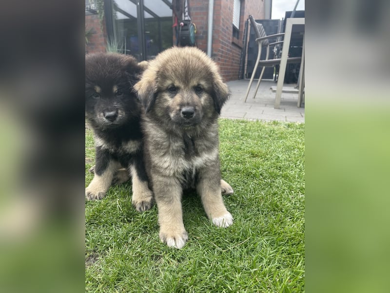 Eurasier Welpen (Mix)