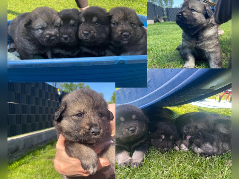Eurasier Welpen (Mix)