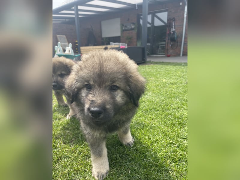 Eurasier Welpen (Mix)