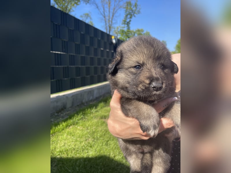 Eurasier Welpen (Mix)