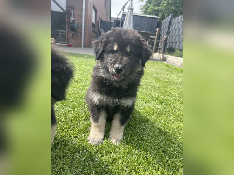 Eurasier Welpen (Mix)
