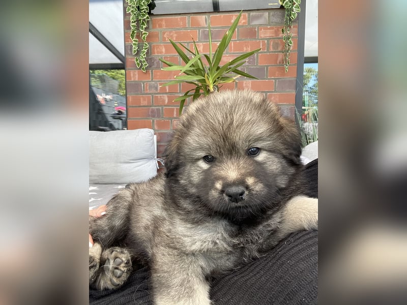 Eurasier Welpen (Mix)