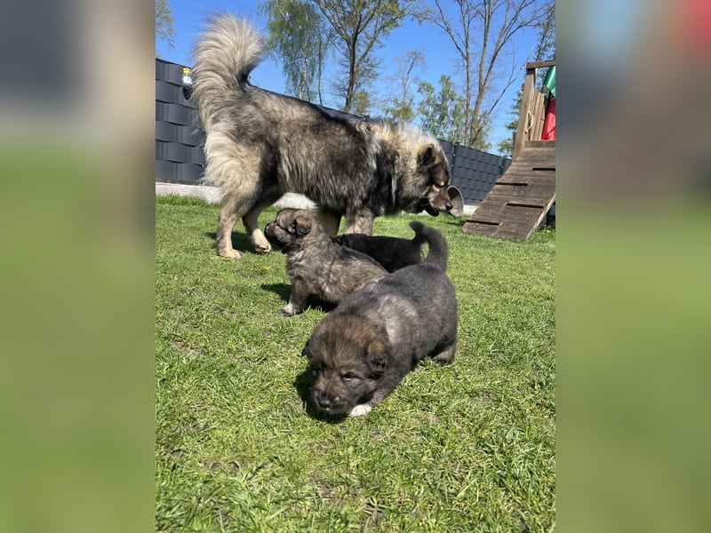 Eurasier Welpen (Mix)