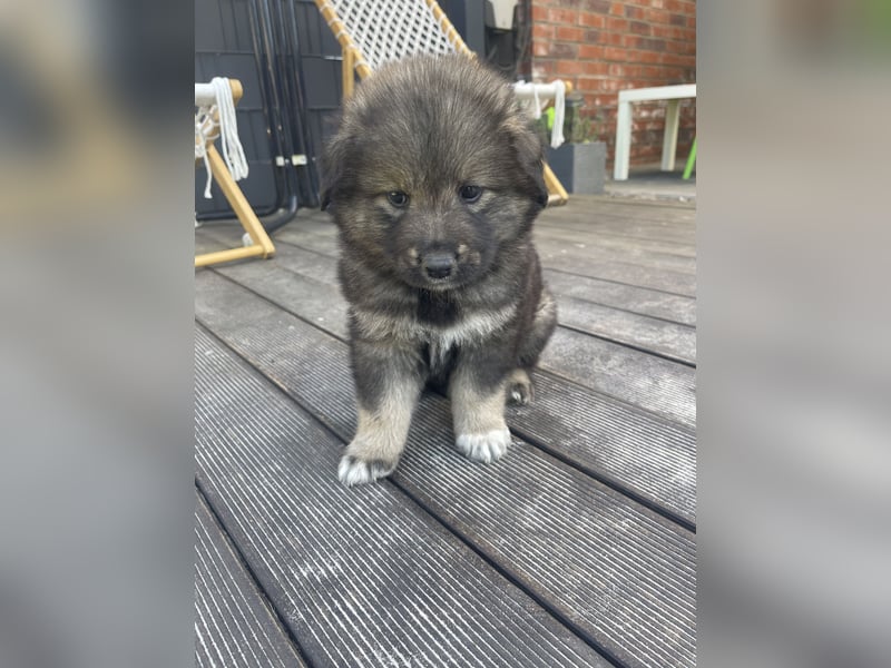 Eurasier Welpen (Mix)