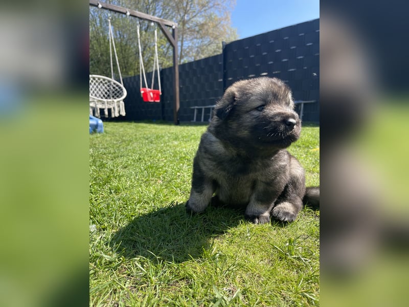 Eurasier Welpen (Mix)