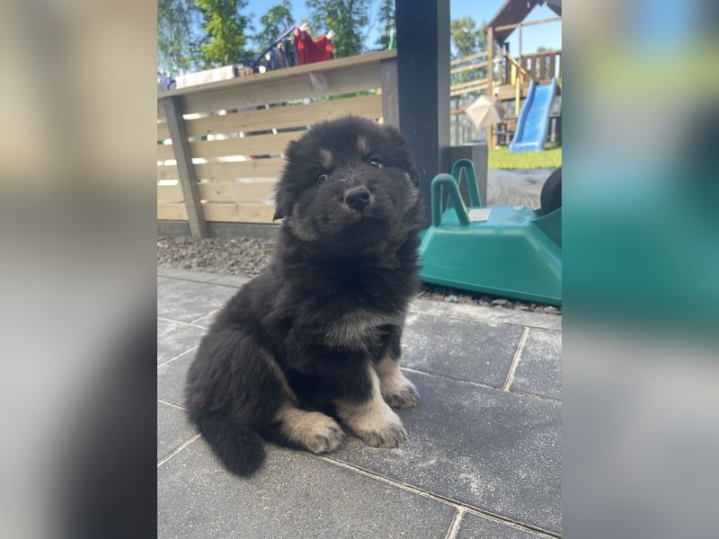 Eurasier Welpen (Mix)