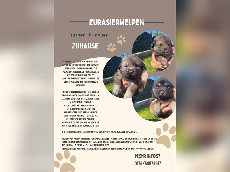 Eurasier Welpen (Mix)