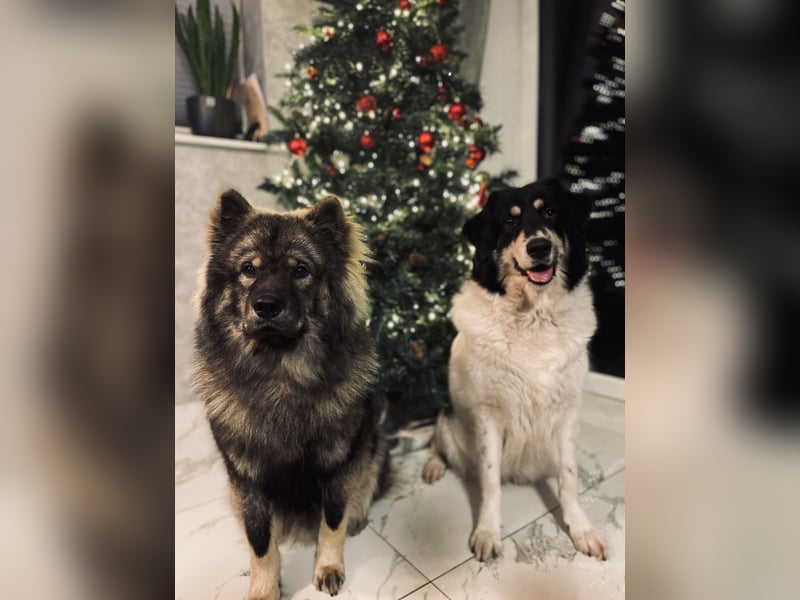 Eurasier Welpen (Mix)
