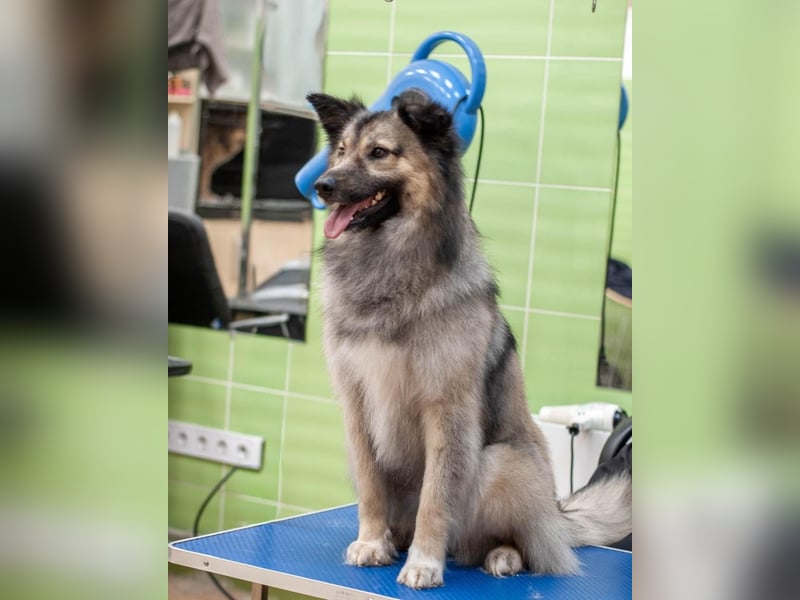 Batist - Wunderschön & Intelligent (Ukraine)