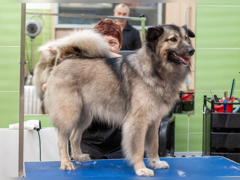 Batist - Wunderschön & Intelligent (Ukraine)