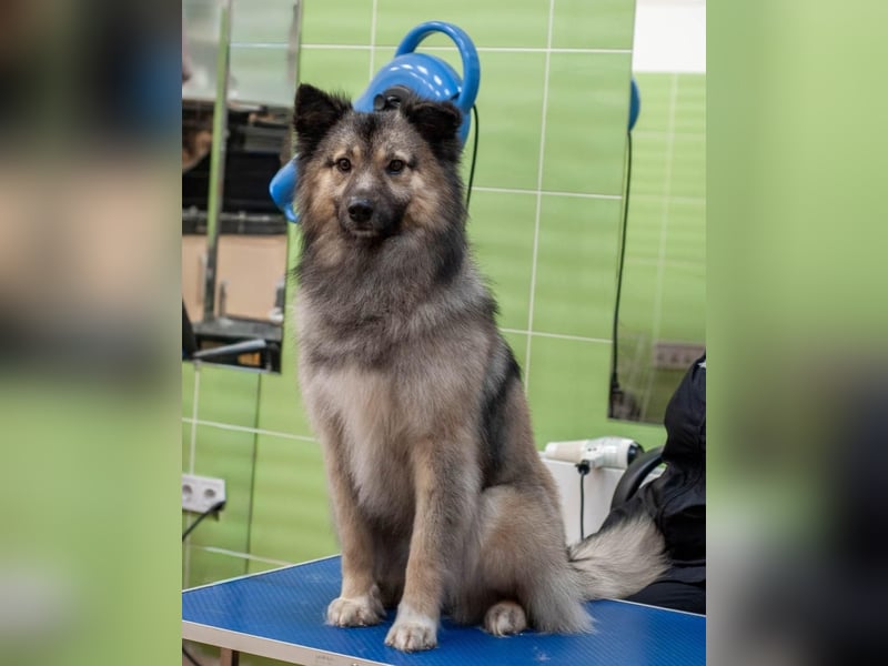 Batist - Wunderschön & Intelligent (Ukraine)