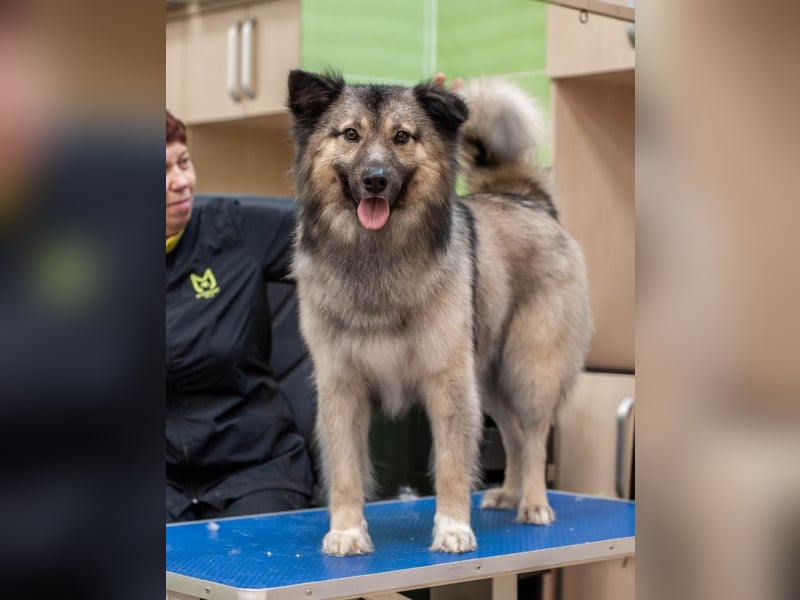 Batist - Wunderschön & Intelligent (Ukraine)