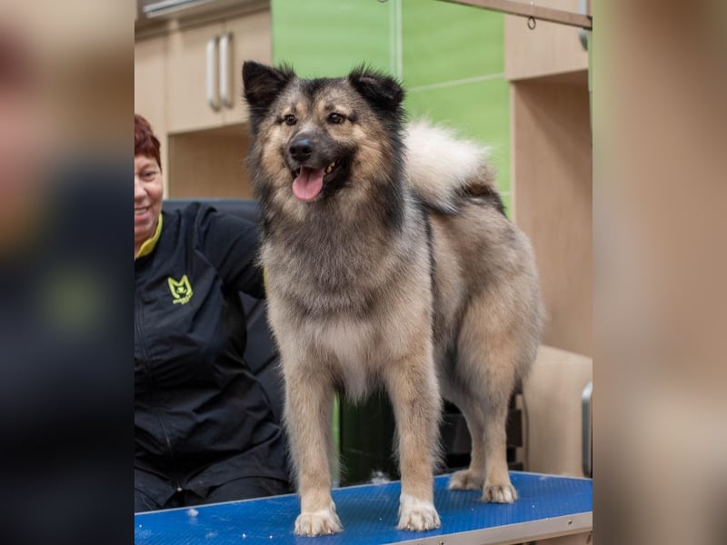 Batist - Wunderschön & Intelligent (Ukraine)