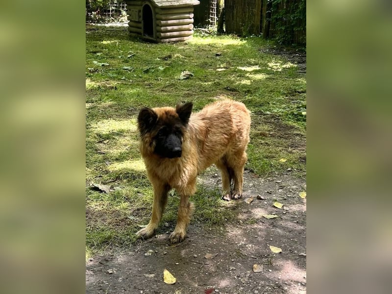 Khaleesi - die, die immer zurückkam