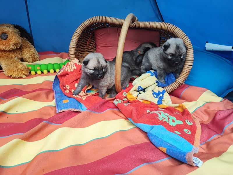 Eurasier Welpen abzugeben