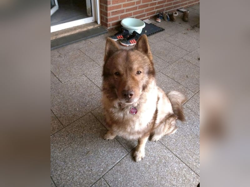 Eurasier Wolfspitz abzugeben.