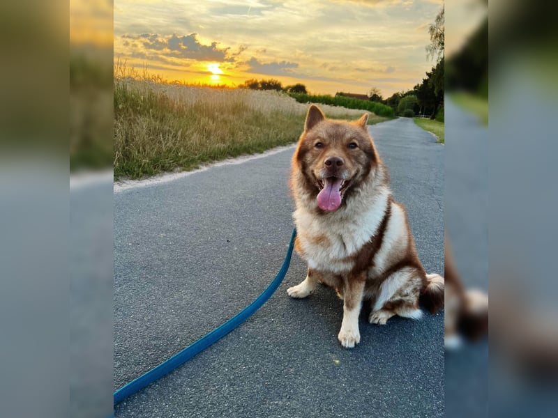 Eurasier Wolfspitz abzugeben.