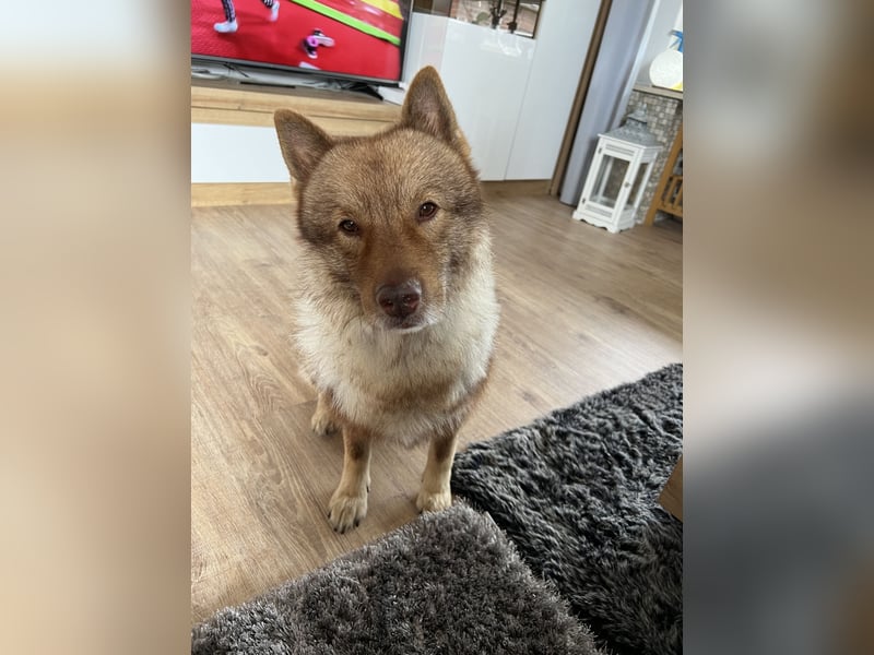 Eurasier Wolfspitz abzugeben.