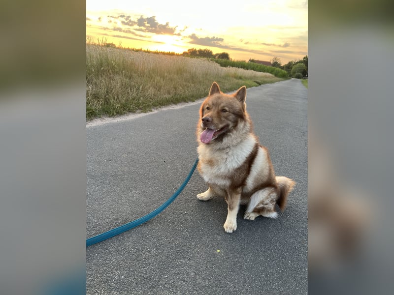 Eurasier Wolfspitz abzugeben.